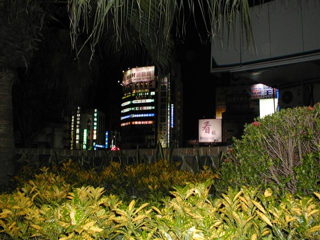 Downtown through the vegetation